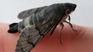 Macroglossum stellatarum preparing for the first flight