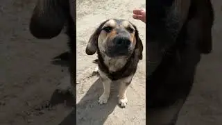 Жужа-дворовая собака 🐶 