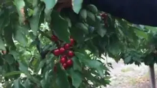 Intensive dwarf cherry orchard - Matsenko Nursery