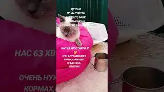 #помощь #приют #спасение +79831072227Т.БАНК