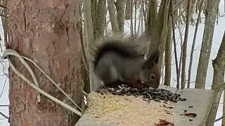 Шустро семечки лущит.