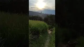 Cultivo de Pasto Vetiver - Ventas en Vivero Los Balsos