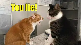These Cats Speak English Better Than Hooman!