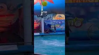 Сальто в исполнении дельфина, это просто супер👍