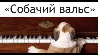 собачий вальс на укулеле