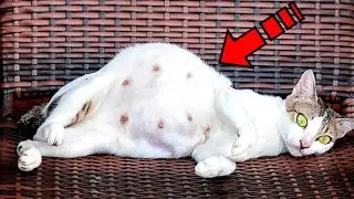 The owners threw the pregnant cat outside. What happened next is amazing!
