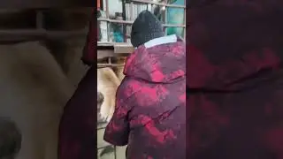 Приют для животных около Губахи! Лев даёт себя погладить и потискаться. Это так мило!
