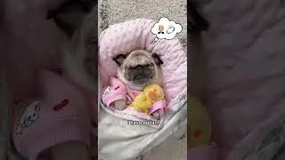 Being a Pug is HARD WORK 🤣💵 