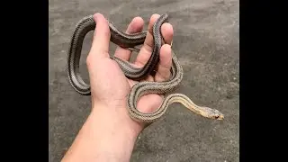 Snake Hunt 2018 Part 5: The Reveal