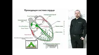 Проводящая система сердца. Её строение и работа
