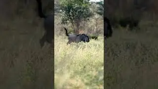 Can a wildebeest dodge an arrow? 😱 83 yds. Fast animal or slow arrow? #bowhunting  #huntingafrica