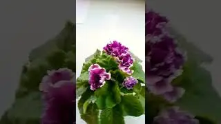 #фиалочки # shorts#цветы