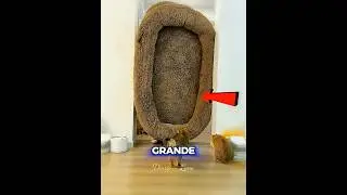 😹🛏️ The giant bed that no one wanted