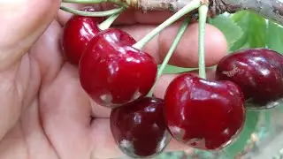 Черешня Самба. Cherry Samba.