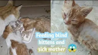Blind cats..!! 😪 Taking care of them and their sick mother