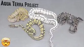 WORLD’S FIRST Ball Python - Introducing The AQUA TERRA Project!!