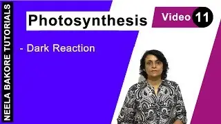 Photosynthesis | NEET | Dark Reaction | Neela Bakore Tutorials