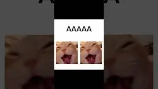 If you AAAA I’ll AAA #edit #werenotgonnatakeit #pets #cat