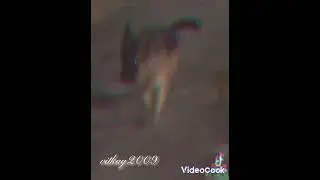 Эдит немецкая овчарка такая красата получилась! 💝🐾💖Видео не красть пж!!!🐾🤤🙏🙏🤗
