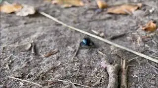 Little Bug 🍀🌹 | Pure Nature