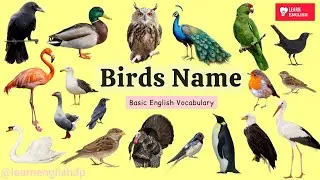 Birds Name | Learn Birds Name in English | Name of Birds Basic English Learning | #birds #kids
