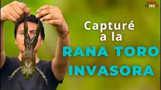 La RANA MÁS INVASORA DEL MUNDO
