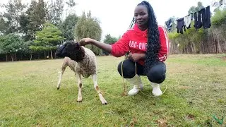 A lady slaughtering sheep for Christmas 🎄,