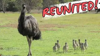 REUNITING EMU FAMILY!