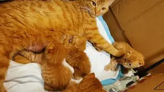 你走开，再吃就成小猪了🐖
