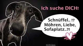 Galgo Mädchen Sinai sucht Dich, Hast Du einen Platz bei Dir Zuhause?