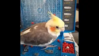 Гриша и морской бой!