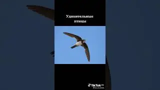 Удивительные птицы