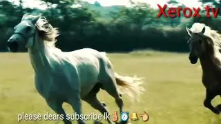 hores🐎 meet run fun Beautiful amazing video
