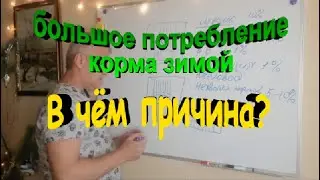 Большое потребление корма пчелами зимой  В чем причина
