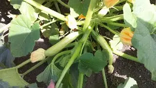 Кабачки удивительные. Момордика первый огурец. 