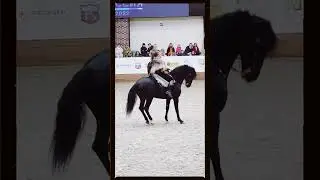 Андалуз Дон Селестиал 