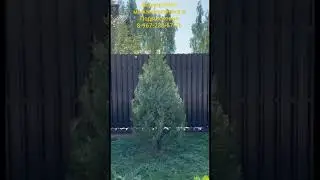 формирую одноствольный мождевельник