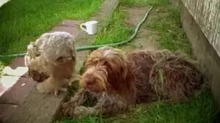 10 Невероятных Животных, Которые Воспитывали Других животных