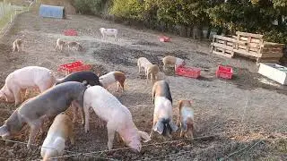Pigs are grazing