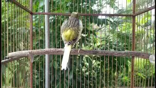 Kompilasi Kenari Gacor | Putar Sekali langsung bikin emosi yang lain #canary #kenari #kenarigacor