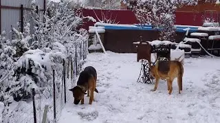 Зима и Весёлая компания !