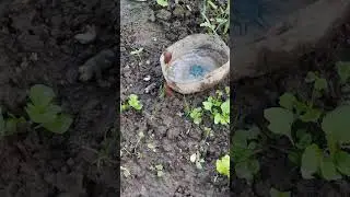 Слизни атакуют салат