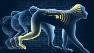 New brain-spine interface