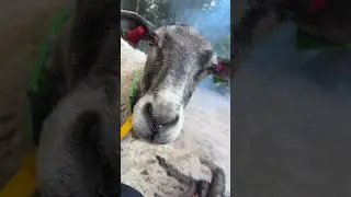 Нападение в лесу