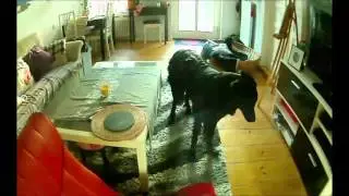 PetCube - Test Video