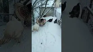 индюки , подселяю молодёжь #индюки