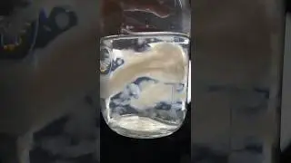 Mushroom Mycelium Liquid Culture 