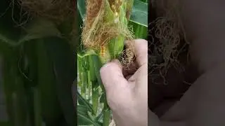 Наш огород 15.07.2024