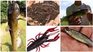 Vlog 