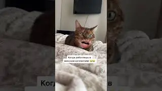 Кот говорящий рот. Когда работаешь в женском коллективе.